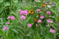 /album/fotogalerij/heemtuin07-05-14-117-jpg/